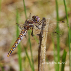 Brownn dragonfly