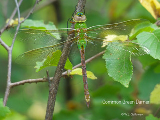 Lime green dragonfly