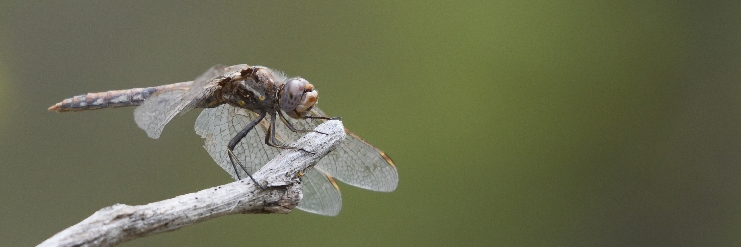 Meadowhawk Dragonfly