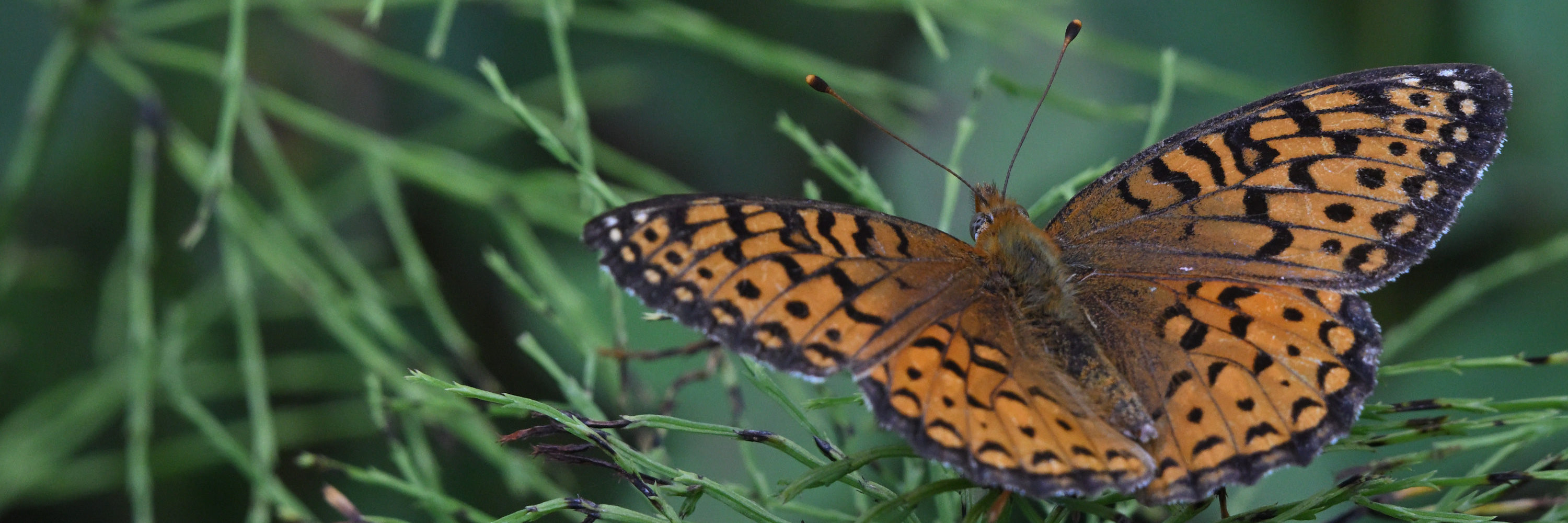 Fritillary Butterfly